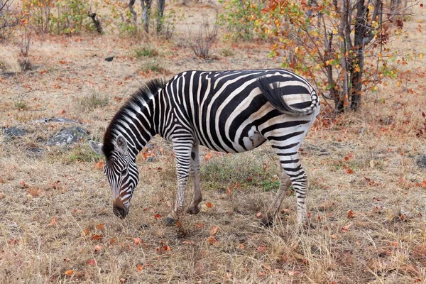 Zebra Africana Animale Bianco Nero — Foto Stock