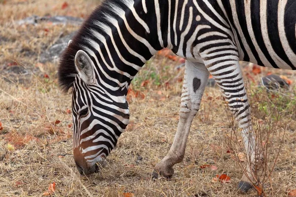 Afrikaans Zwart Wit Zebra Dier — Stockfoto