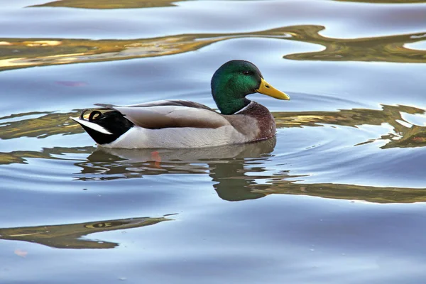 Mallard Drake Luz Noche — Foto de Stock