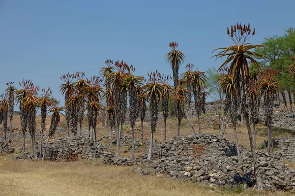 Aloe Excelsa Großer Zimbabwe — Stockfoto