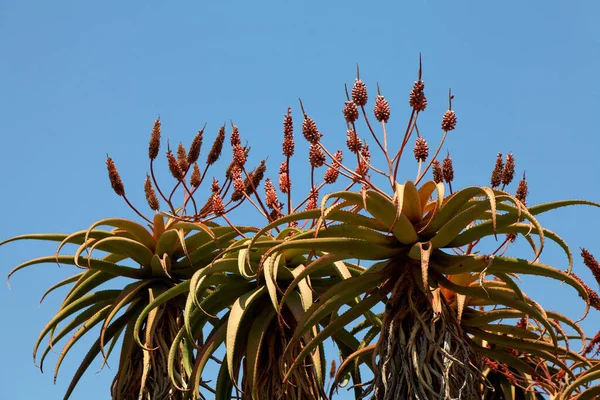 Tropická Rostlina Aloe Vera — Stock fotografie