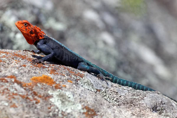 Vida Selvagem Lagarto Animal Réptil — Fotografia de Stock