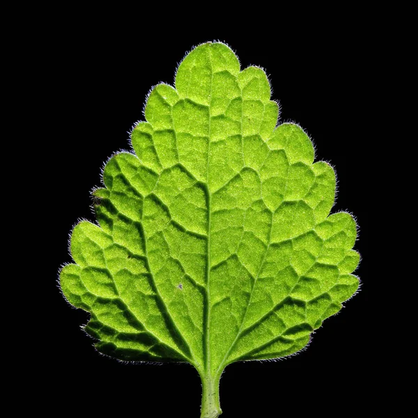美しい植物画 自然壁紙 — ストック写真