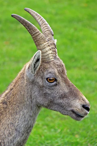 Steenbok Dier Natuur Fauna — Stockfoto