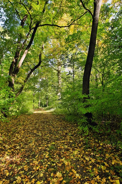 Bosque Otoño Camino Cubierto Hojas — Foto de Stock