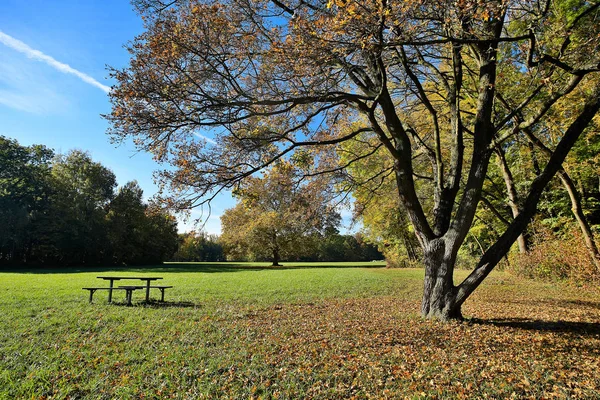 Landskap Hösten Äng Med Lövträd Och Lövverk — Stockfoto