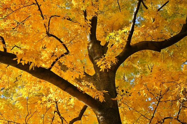 Laubbaum Žlutých Barvách Korunka Podzim — Stock fotografie