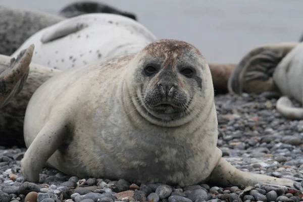 Тюлені Гальковому Пляжі — стокове фото