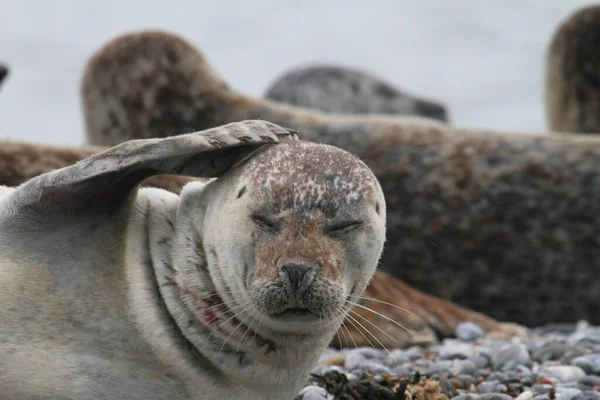 Zeehonden Het Kiezelstrand — Stockfoto