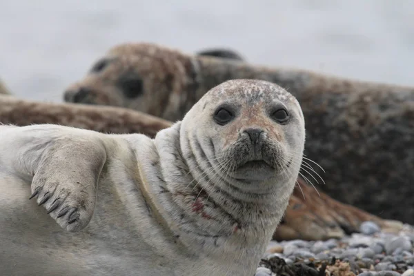 Тюлені Гальковому Пляжі — стокове фото
