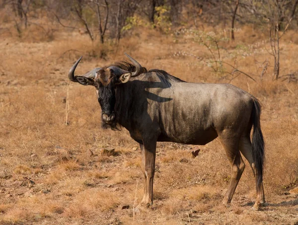 Wildebeest Stående Den Afrikanska Grässlätterna — Stockfoto