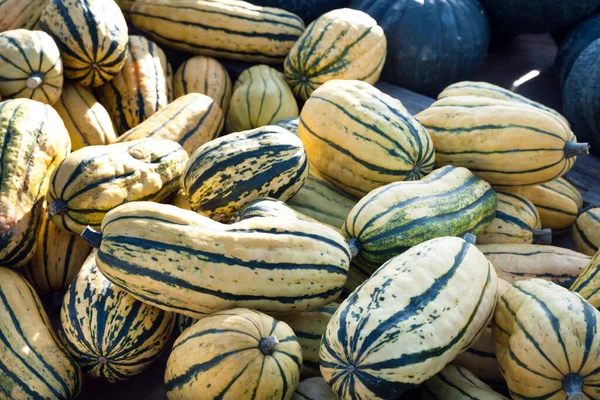 Citrouilles Calebasse Jaune Rayé Vert — Photo