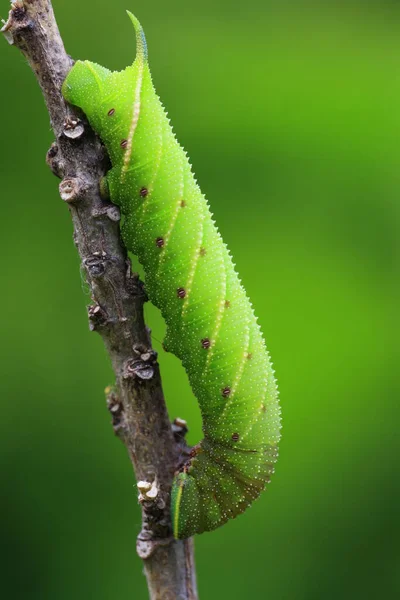 Evening Pfauenauge Smerinthus Ocellata — стоковое фото