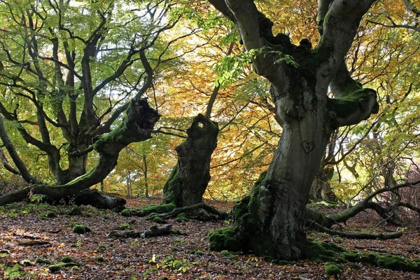 Beef Heart Magic Forest — Stock Photo, Image