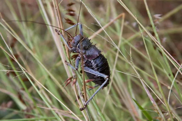 메뚜기 벌레를 가까이 — 스톡 사진