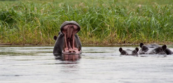Hippopotame Dans Delta Okavango — Photo