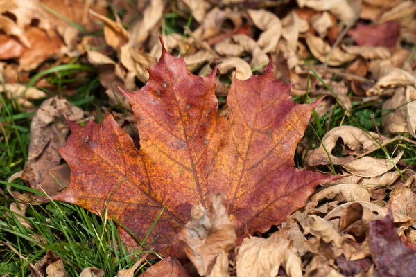 Dojem Listí Podzimní Barvy — Stock fotografie