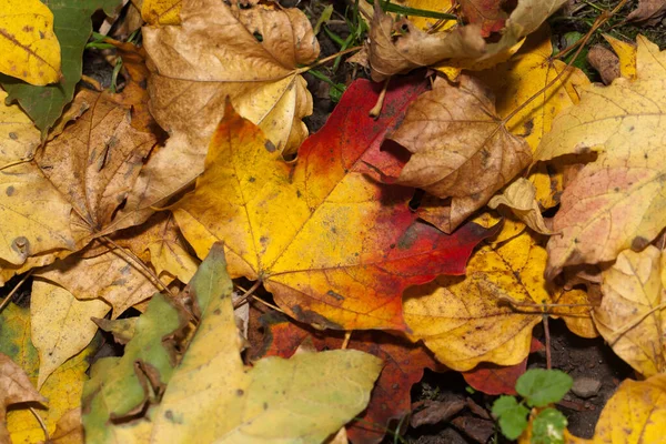 Impressão Folhas Cores Outono — Fotografia de Stock