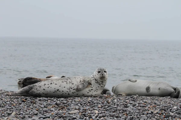 Тюленів Тварин Морських Ссавців — стокове фото