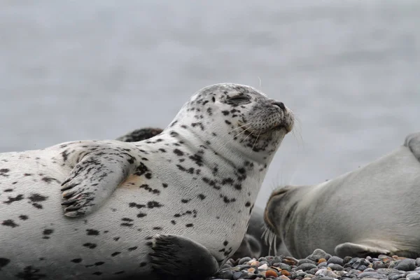 Тюленей Животных Морских Млекопитающих — стоковое фото