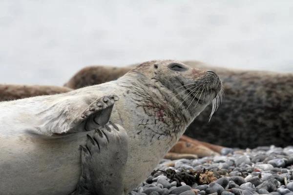 seals animals, marine mammal