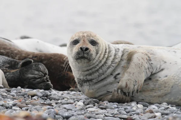 Focas Animais Mamífero Marinho — Fotografia de Stock