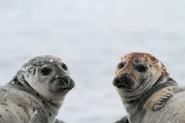 Tuleni Zvířata Mořští Savci — Stock fotografie