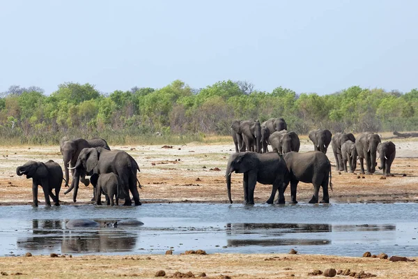 Elefantes Parque Nacional Hwange — Foto de Stock