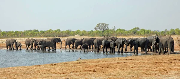 Elefantes Parque Nacional Hwange — Fotografia de Stock