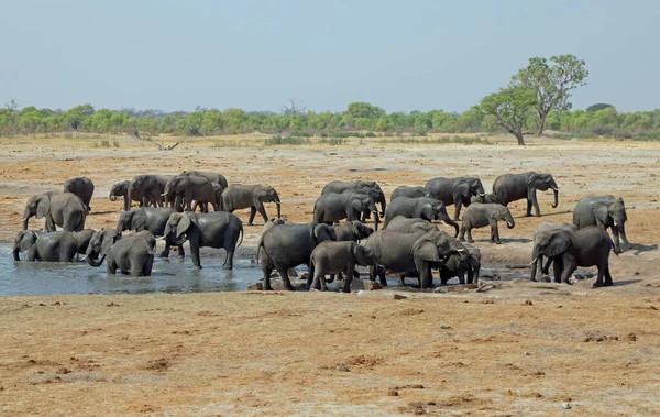 Hwange Ulusal Parkı Ndaki Filler — Stok fotoğraf