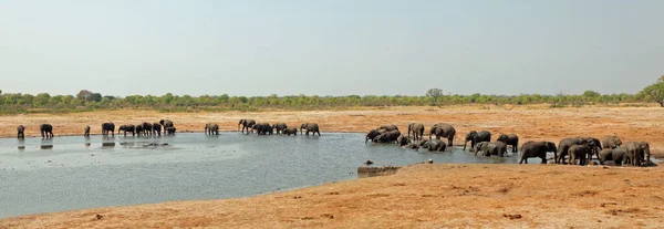 Elephants Hwange National Park — Stock Photo, Image
