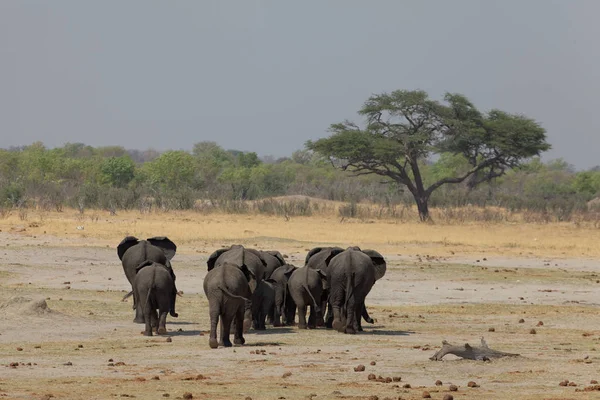 Elefanter Hwange Nationalpark — Stockfoto
