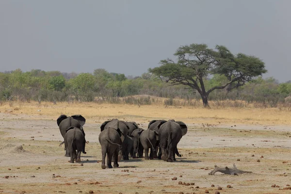 Elefantes Parque Nacional Hwange — Fotografia de Stock