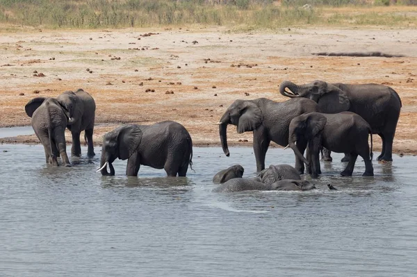 Elefant Hwange Nationalpark — Stockfoto