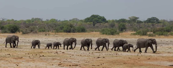 Ελέφαντες Στο Εθνικό Πάρκο Hwange — Φωτογραφία Αρχείου