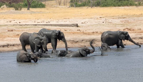Słonie Parku Narodowym Hwange — Zdjęcie stockowe