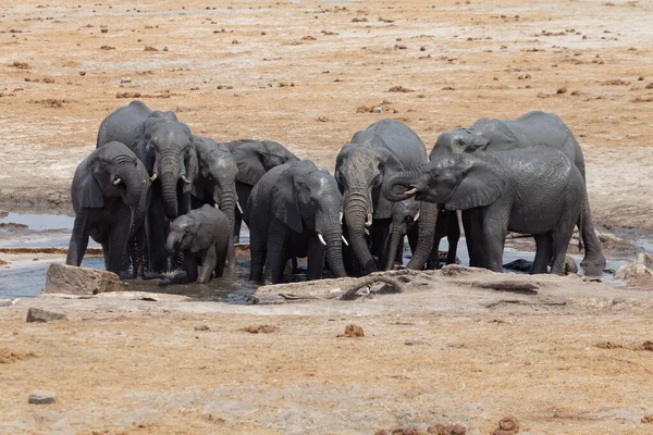 Elefantes Parque Nacional Hwange — Foto de Stock