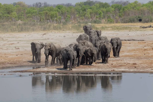 Hwange Ulusal Parkı Ndaki Filler — Stok fotoğraf