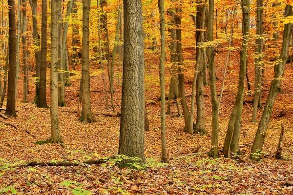 Skog Hösten Natur Med Lövverk Marken — Stockfoto