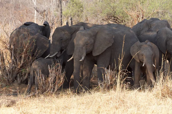 Elefante Parque Nacional Hwange — Fotografia de Stock