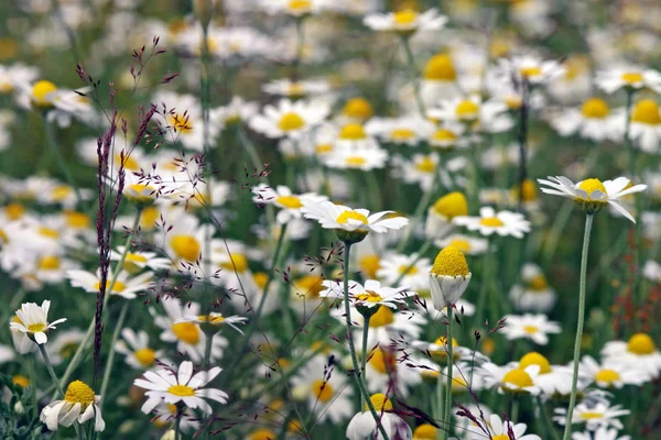 Rumianek Złożył Kwiaty Letnia Flora — Zdjęcie stockowe