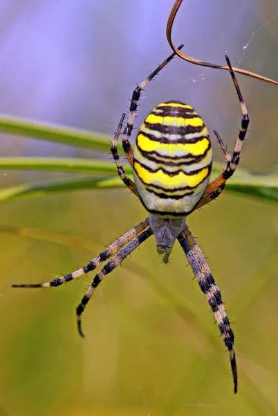 Ragno Spaventoso Animale Predatore — Foto Stock