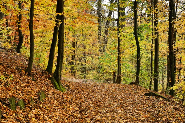 秋の森葉に覆われた道 — ストック写真