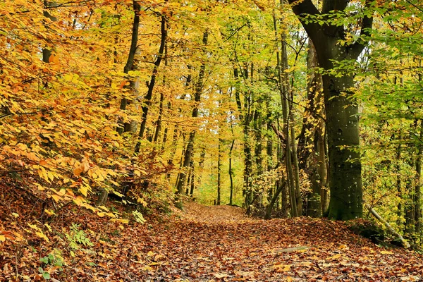 Δάσος Φθινόπωρο Μονοπάτι Καλυμμένο Φύλλωμα — Φωτογραφία Αρχείου