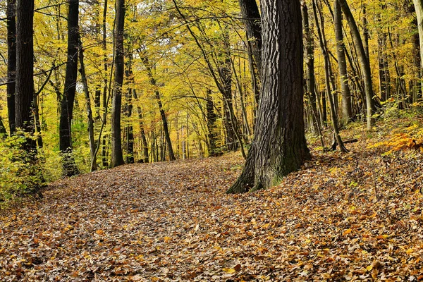Deštný Prales Podzim Stezka Listím — Stock fotografie