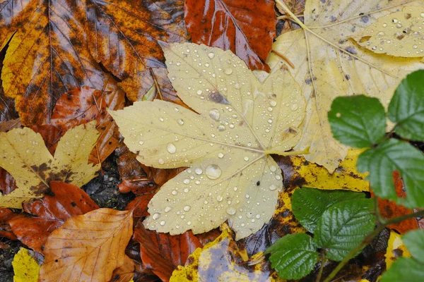 Herfstbladeren Achtergrond Close — Stockfoto