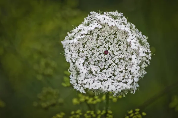 美しい花 花のコンセプトの背景 — ストック写真