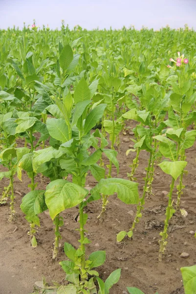 Nicotiana Tabacum Tabaco Cultivado — Fotografia de Stock