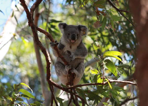 Koala Australijska Drzewie Eukaliptusowym — Zdjęcie stockowe