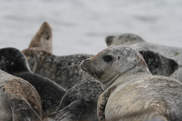 seals animals, marine mammal